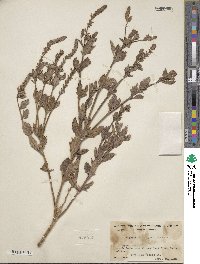 Verbena lasiostachys image