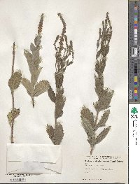 Verbena stricta image