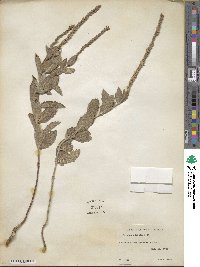 Verbena stricta image