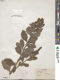 Verbena stricta image