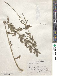 Verbena stricta image