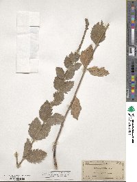 Verbena stricta image