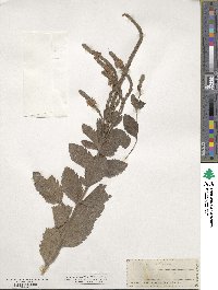 Verbena stricta image