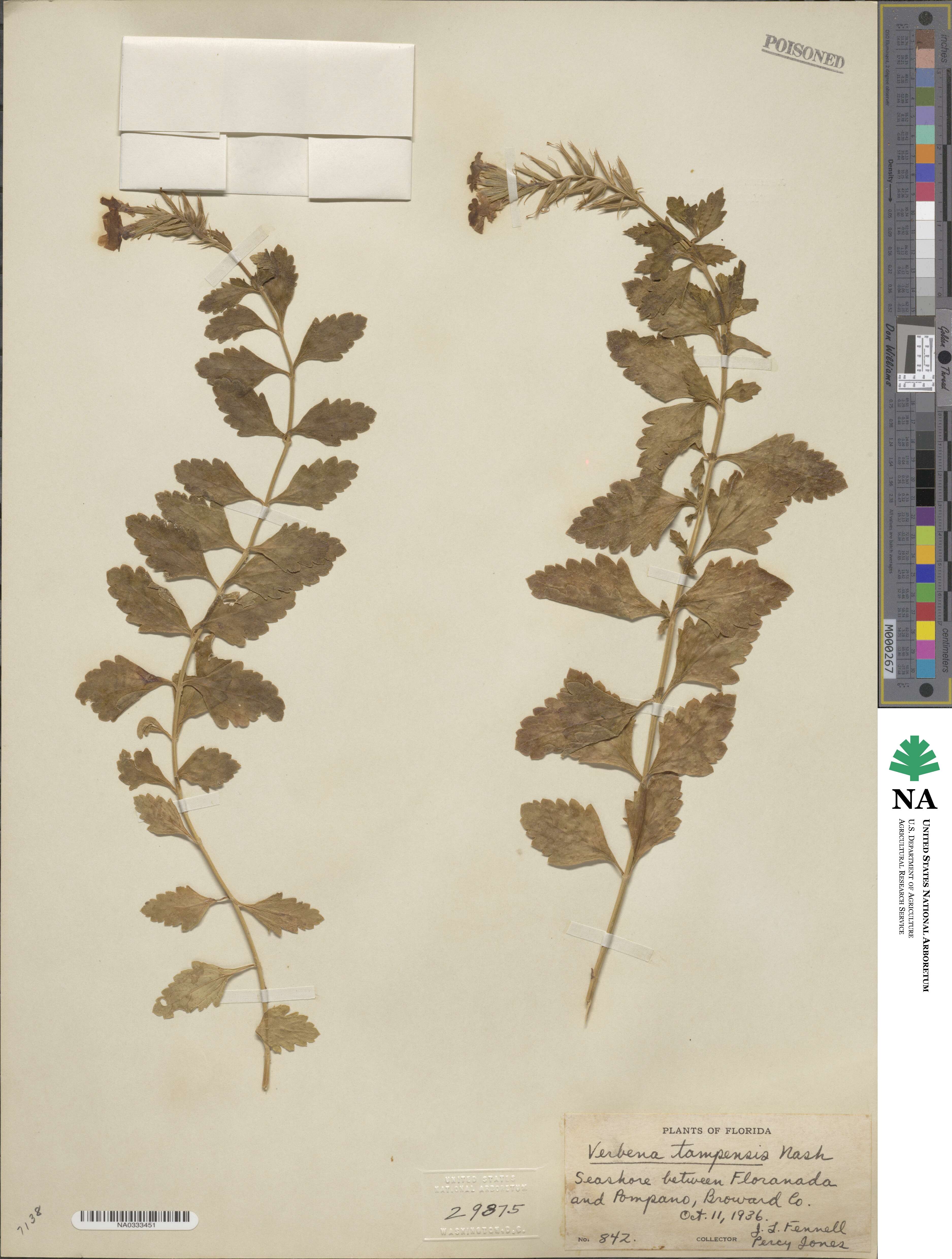 Verbena tampensis image