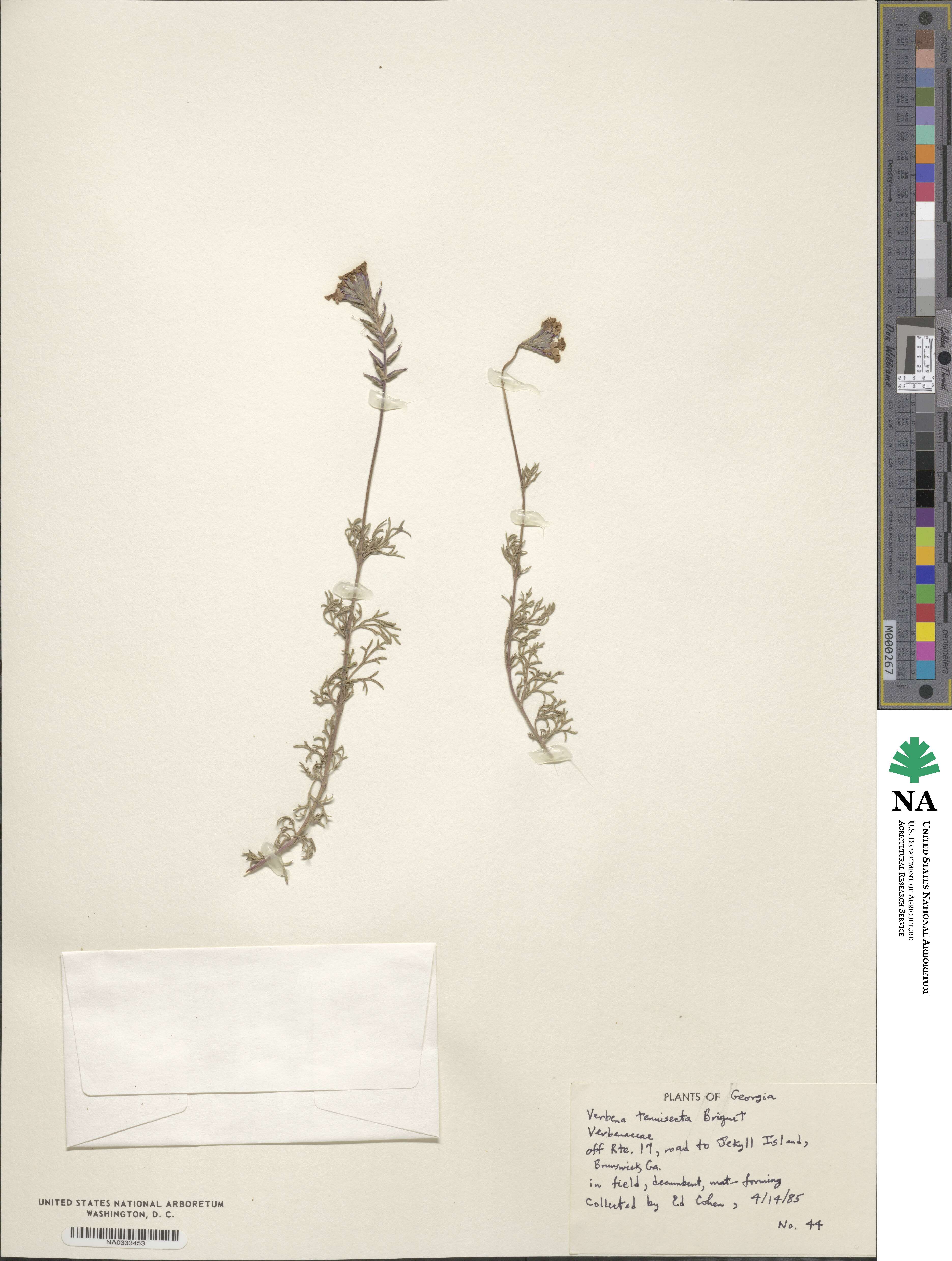 Verbena aristigera image
