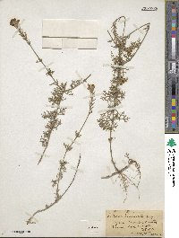 Verbena aristigera image