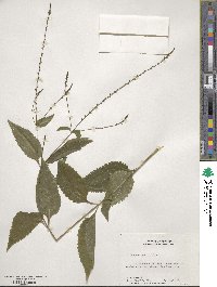 Verbena urticifolia image