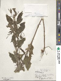 Verbena urticifolia image