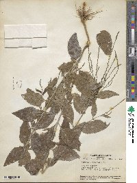 Verbena urticifolia image