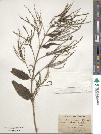 Verbena urticifolia image