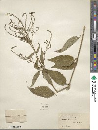 Verbena urticifolia image