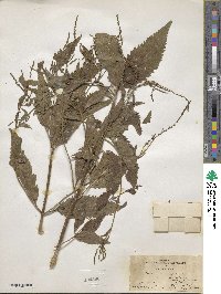 Verbena urticifolia image