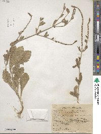 Verbena urticifolia image