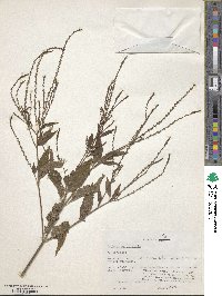 Verbena urticifolia image