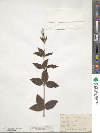 Verbena urticifolia image