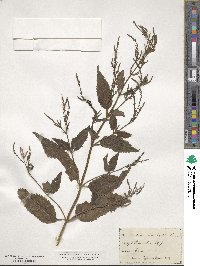 Verbena urticifolia image