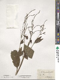 Verbena urticifolia image