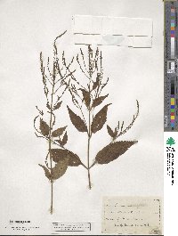 Verbena urticifolia image