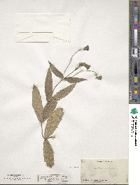 Verbena rigida image