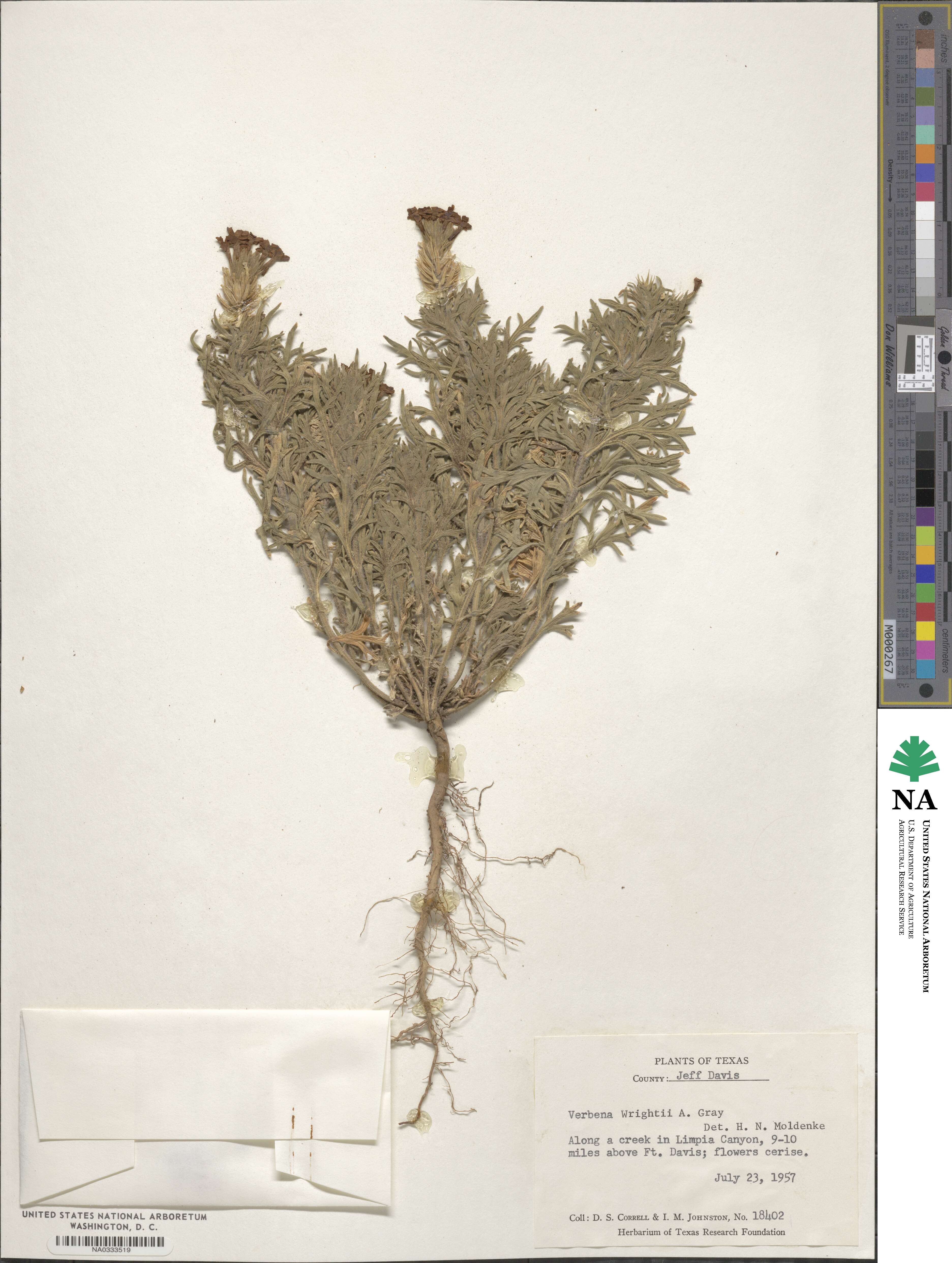 Verbena bipinnatifida var. nepetifolia image