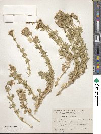 Verbena bipinnatifida var. nepetifolia image