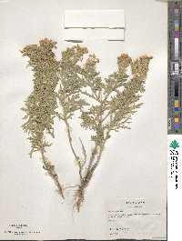 Verbena bipinnatifida image