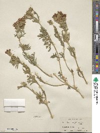 Verbena bipinnatifida var. nepetifolia image