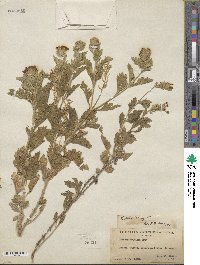 Verbena bipinnatifida var. nepetifolia image