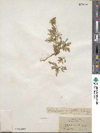 Verbena bipinnatifida var. nepetifolia image