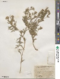 Verbena bipinnatifida image