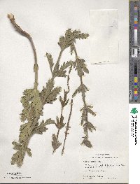 Verbena xutha image