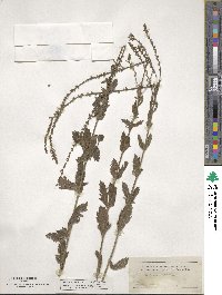 Verbena xutha image