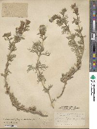 Verbena bipinnatifida image