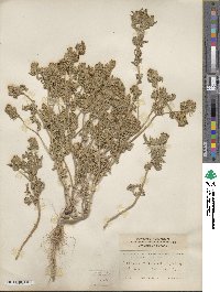 Verbena bipinnatifida image