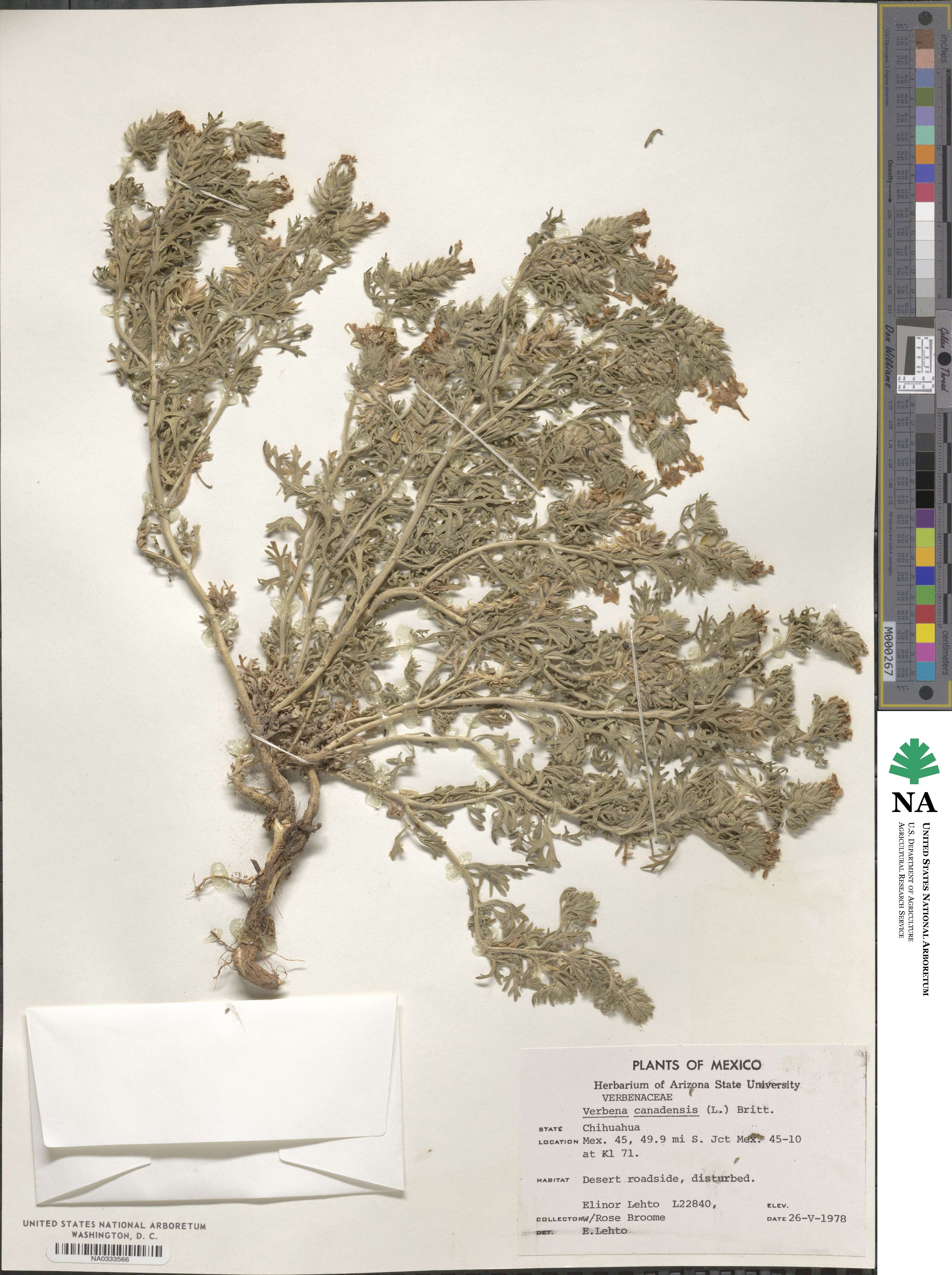 Verbena canadensis image