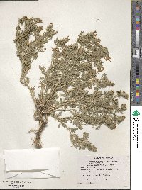 Verbena canadensis image