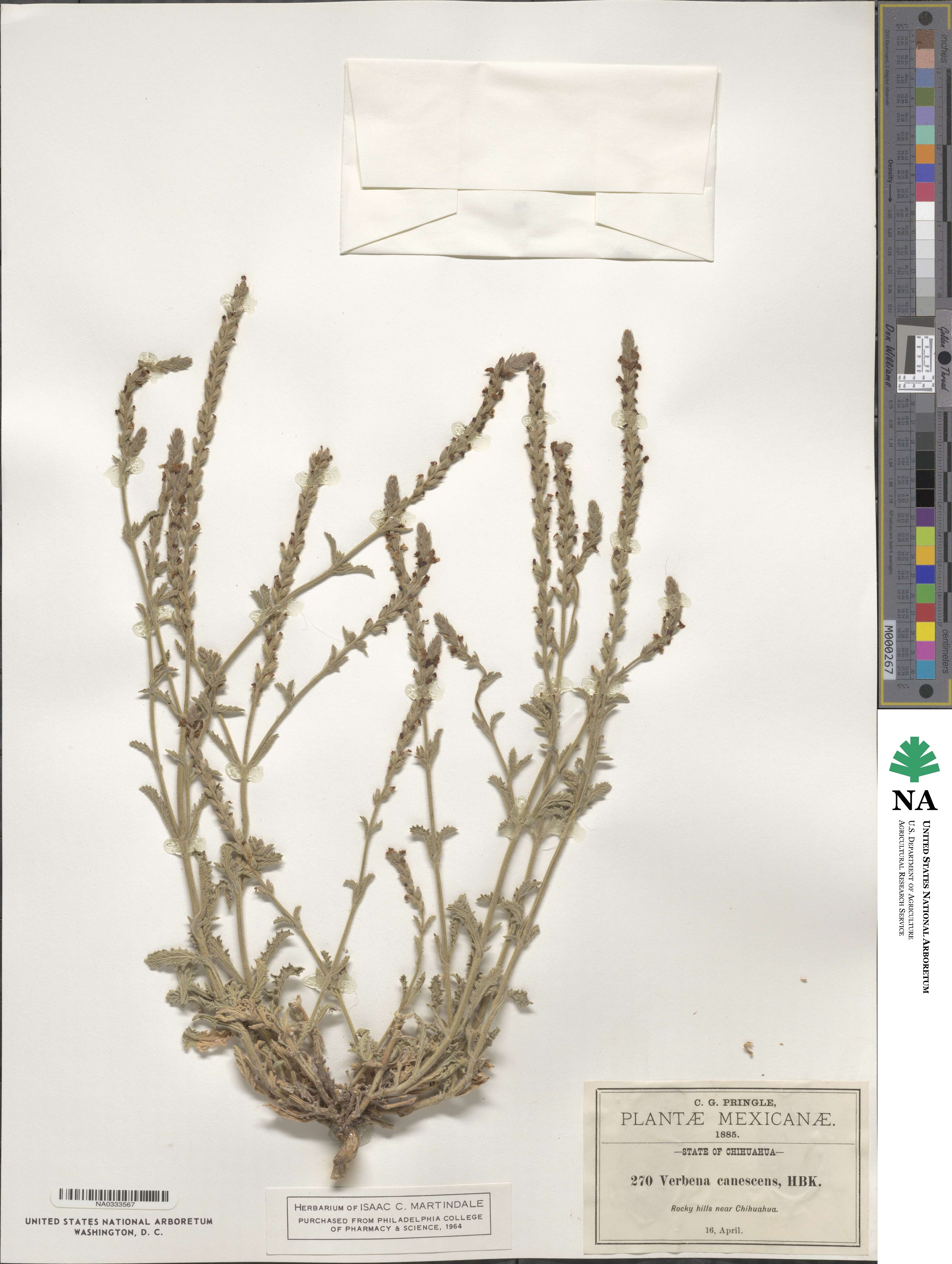 Verbena canescens image