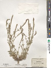 Verbena canescens image