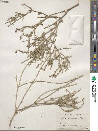 Verbena canescens image