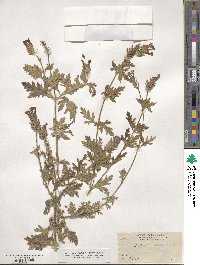 Verbena bipinnatifida image