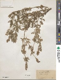 Verbena bipinnatifida var. nepetifolia image