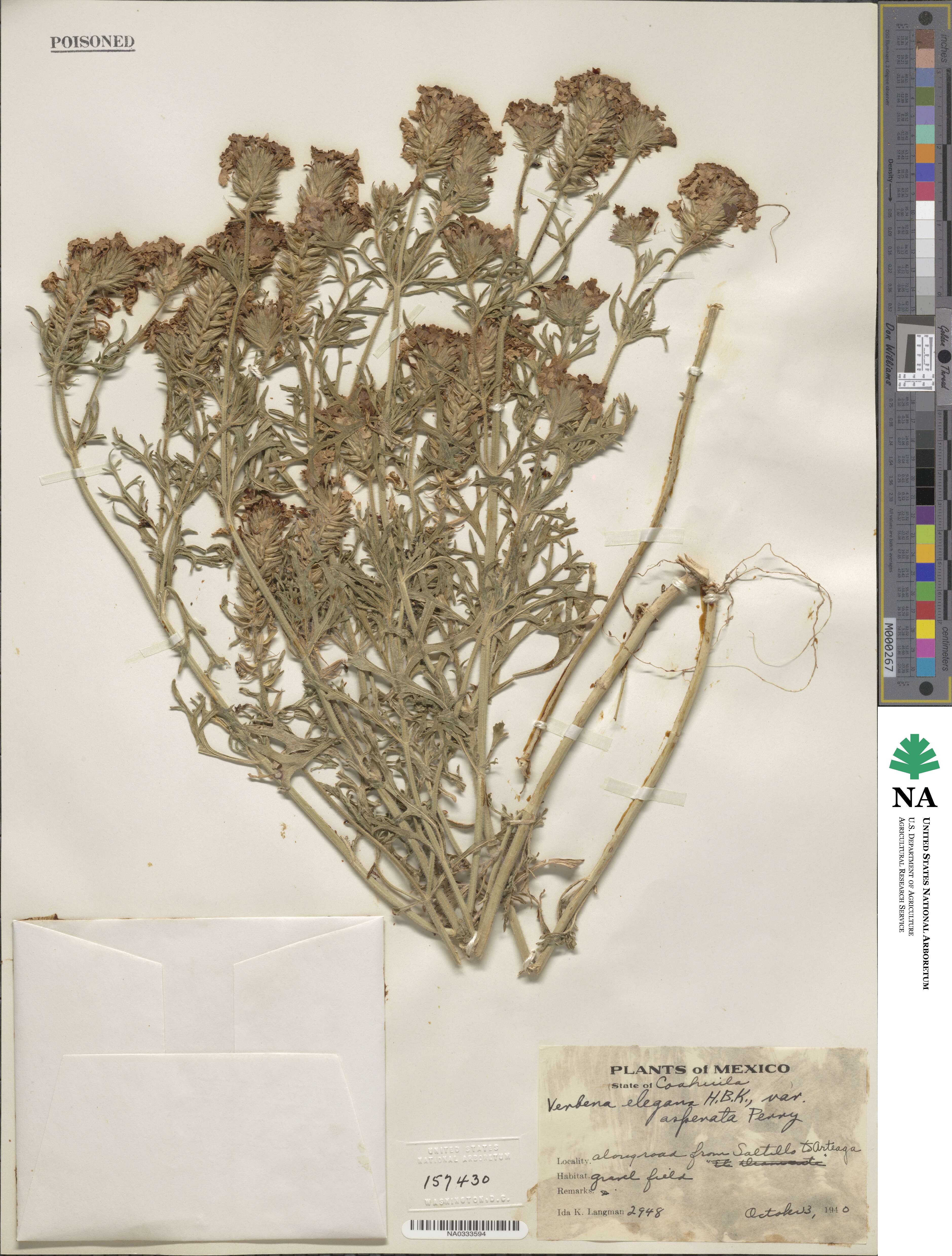 Verbena elegans image