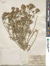 Image of Verbena elegans