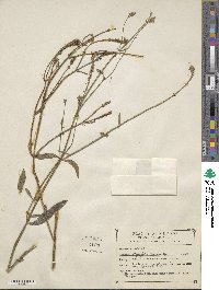 Image of Verbena integrifolia