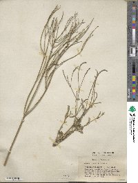 Verbena litoralis image