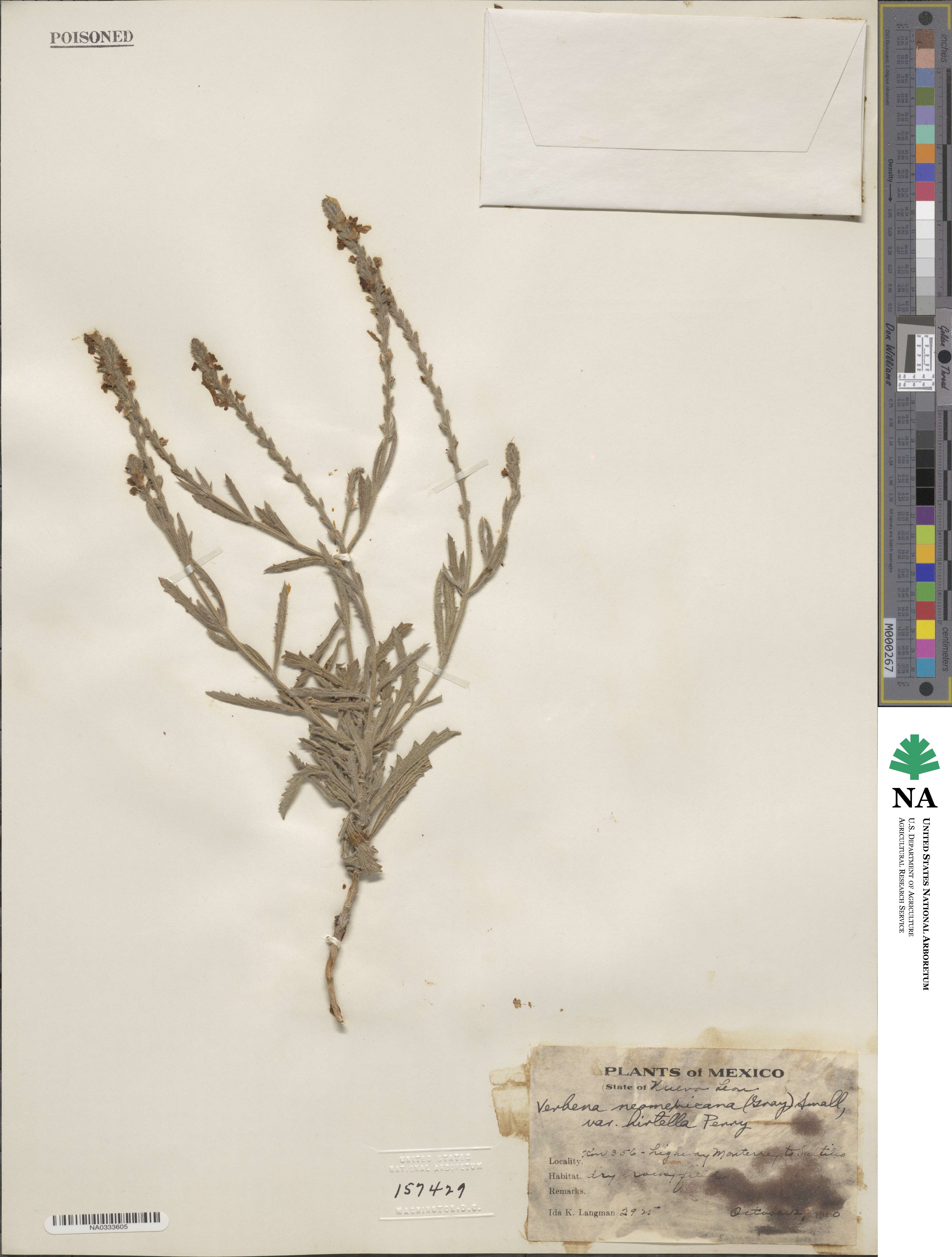 Verbena neomexicana var. hirtella image