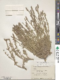 Verbena neomexicana var. neomexicana image