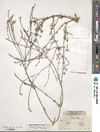 Verbena officinalis image