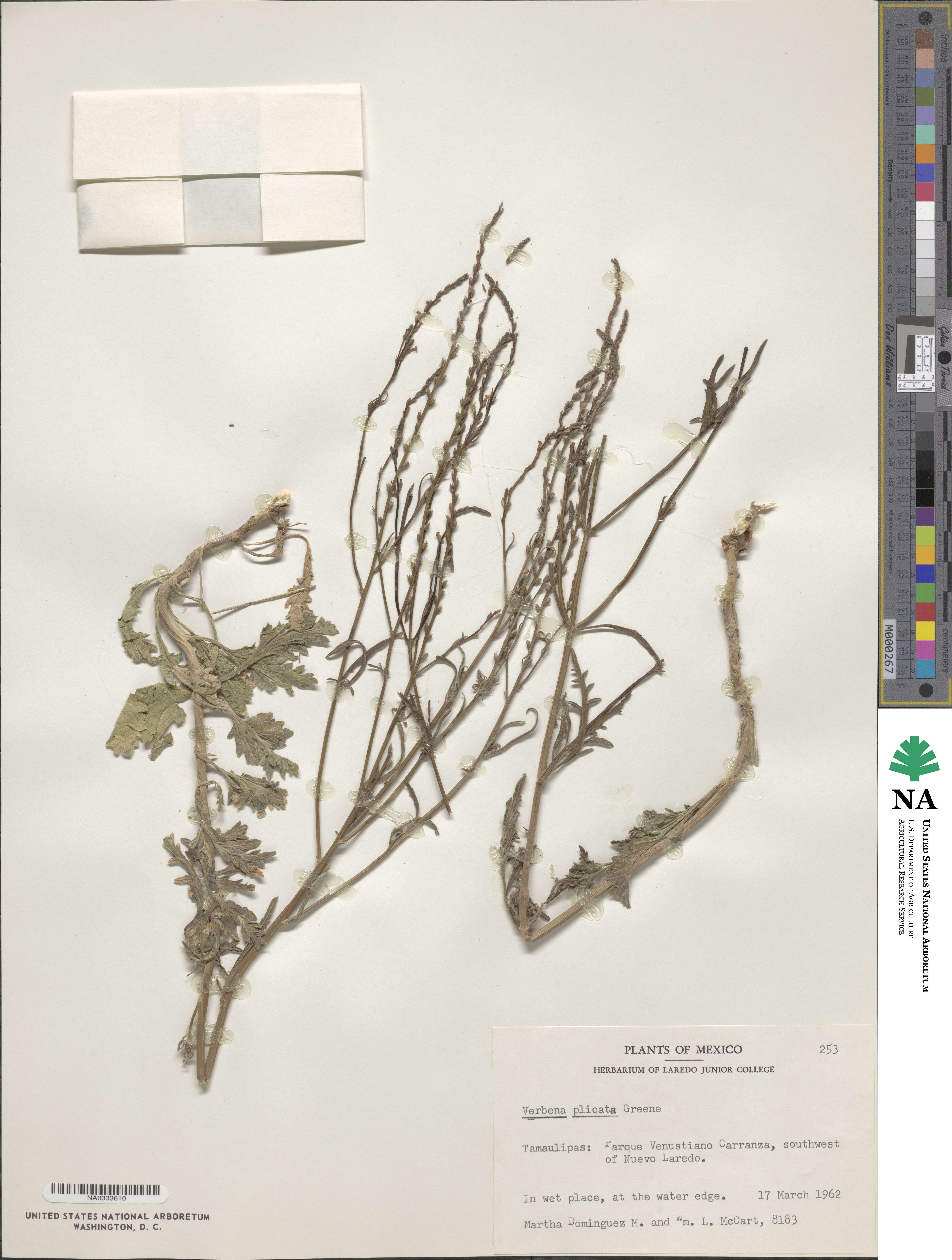 Verbena plicata image