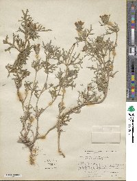 Verbena teucriifolia image